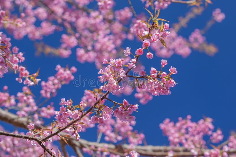 The Cherry blossoms of Thailand royalty free stock photography The Cherry blossoms of Thailand royalty free stock photography