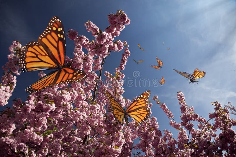 Cherry Blossoms och fjärilar stock illustrationer