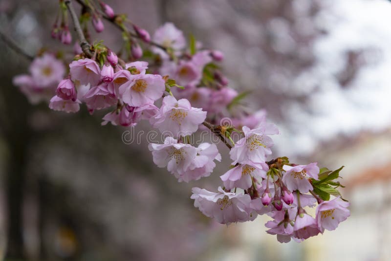 Cherry blossoms in the Prague city garden