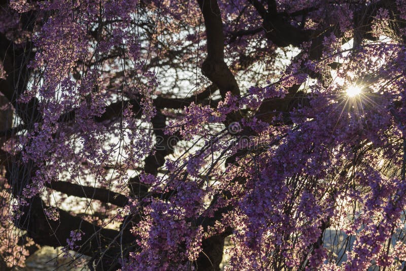 Cherry Blossoms royalty free stock image Cherry Blossoms royalty free stock image