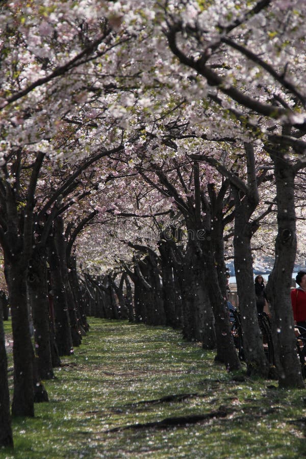 Cherry Blossoms on Roosevelt Island, New York Stock Image Image of