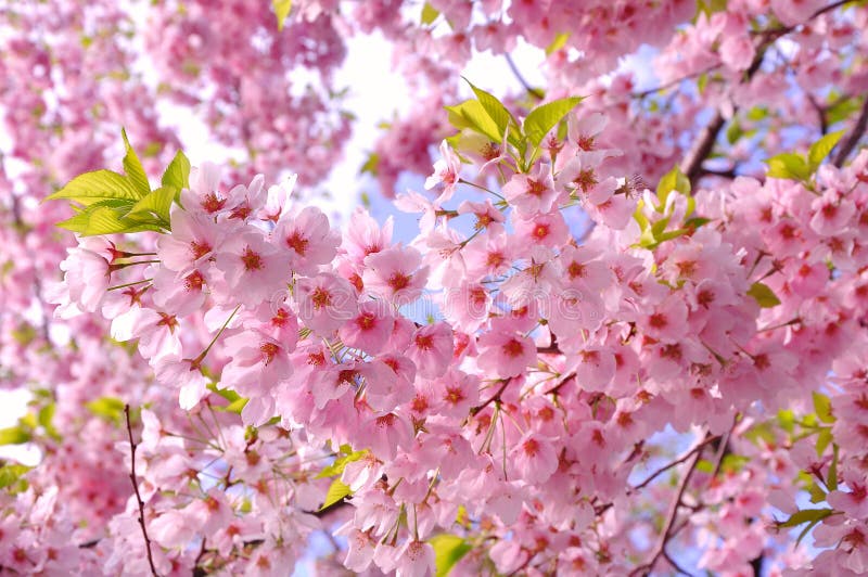 Cherry blossoms stock photography