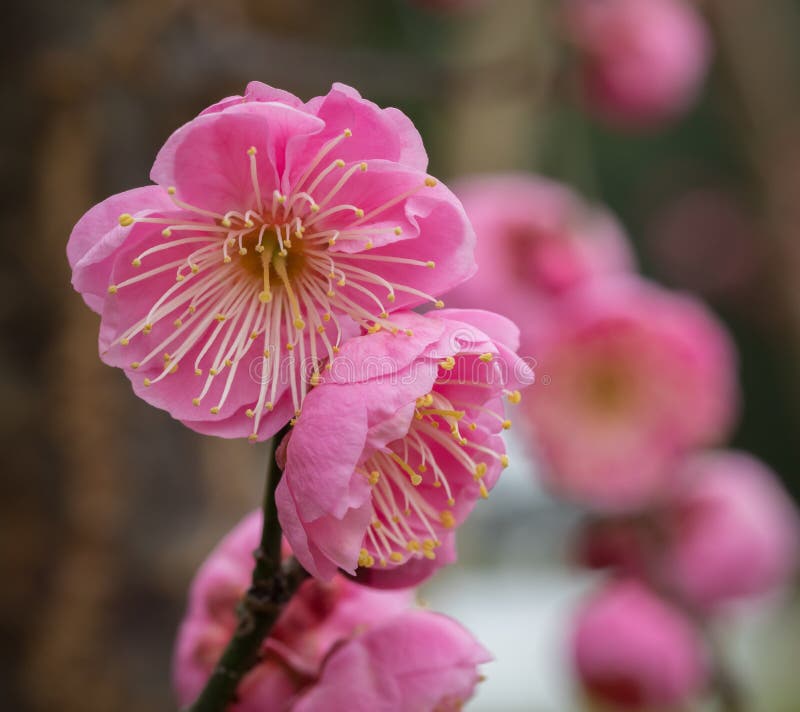 Cherry Blossoms in Selective Focus Blooming on Branch royalty free stock photo Cherry Blossoms in Selective Focus Blooming on Branch royalty free stock photo