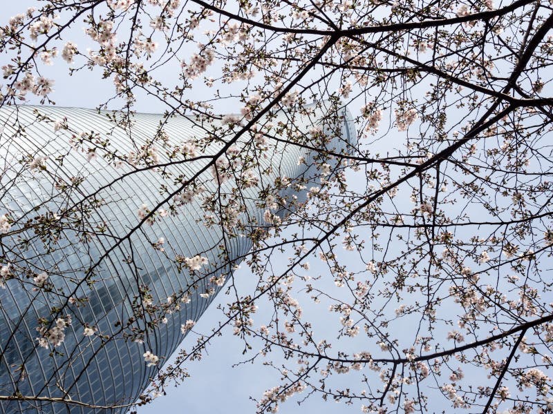 Cherry Blossoms in Shanghai Financial District Stock Image Image of