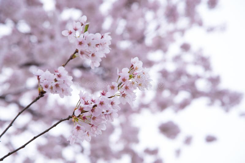 Cherry Blossoms in Spring Season at Japan Stock Photo Image of pink