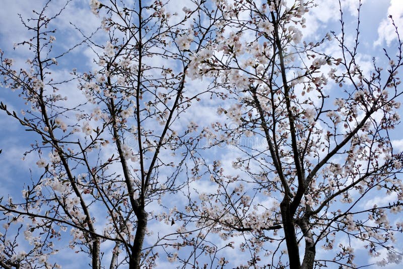 Cherry Blossoms during Spring in Seoul, Korea, Sakura Season Stock ...