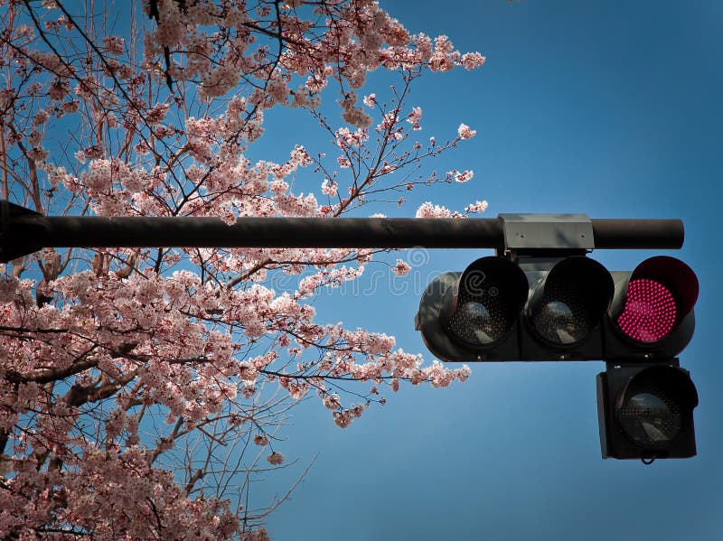 Cherry blossoms and traffic lights