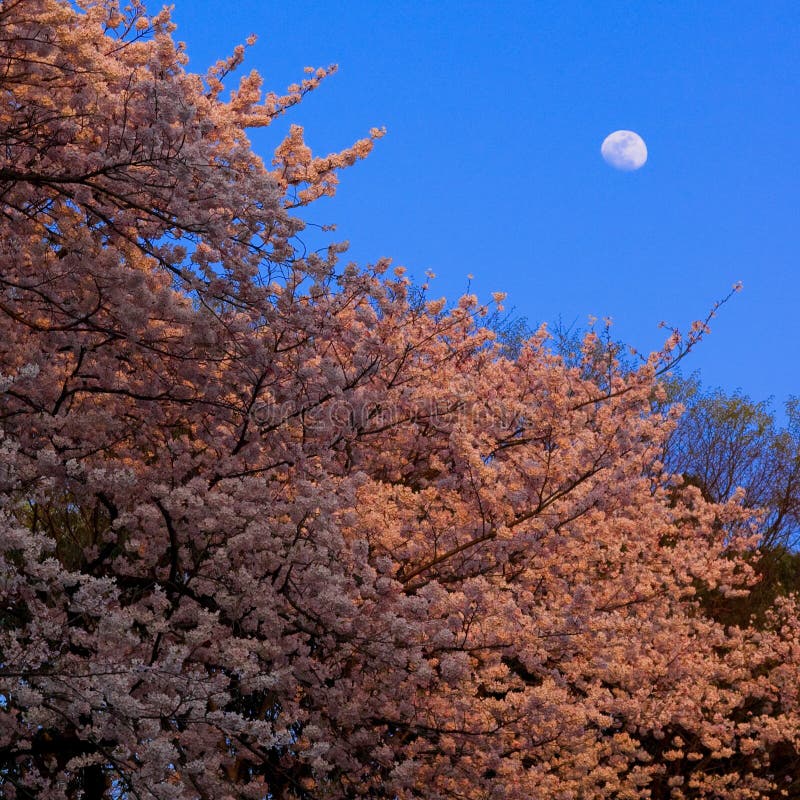 Cherry Blossoms Under the Moon Stock Image Image of moon, light 10671477