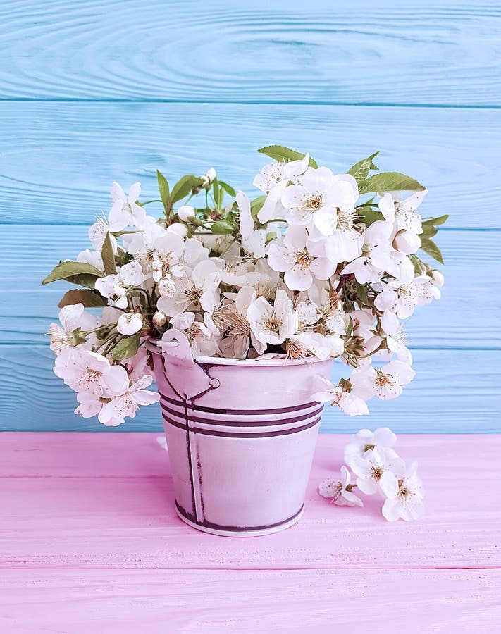 Cherry Blossoms in a Vase on a Wooden Background Design Stock Image