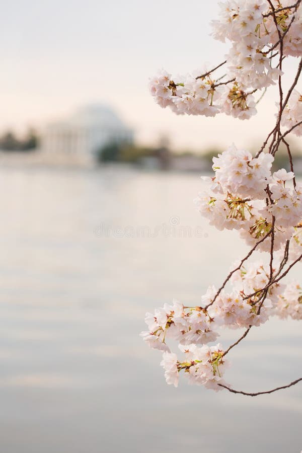 Cherry Blossoms in DC stock image. Image of monument, capital 2186145