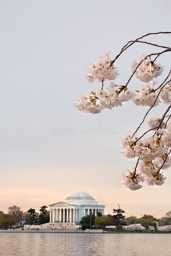 Cherry Blossoms Washington DC Sunrise Stock Photo Image of washington