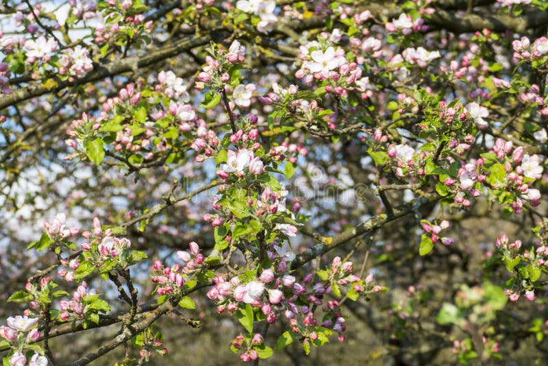Cherry Blossoms in White Pink in Spring Stock Image Image of