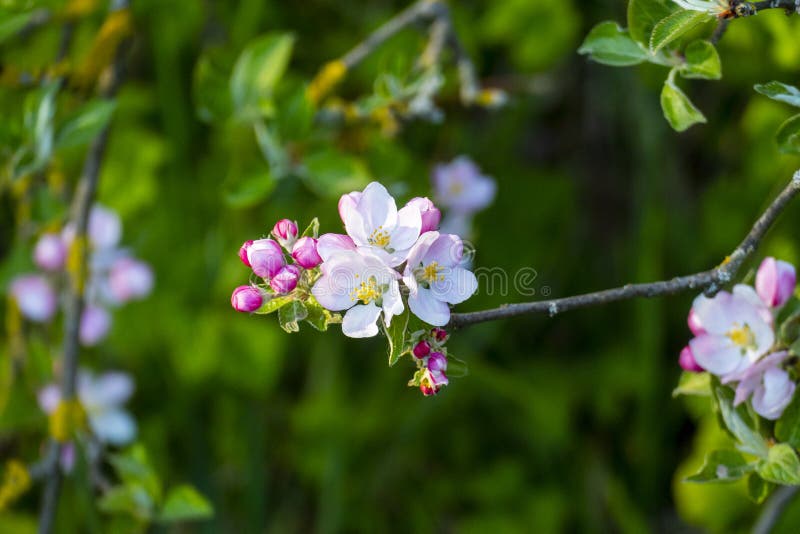 Cherry Blossoms in White Pink in Spring Stock Image Image of