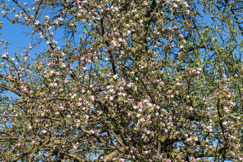 Cherry Blossoms in White Pink in Spring Stock Photo Image of cherries