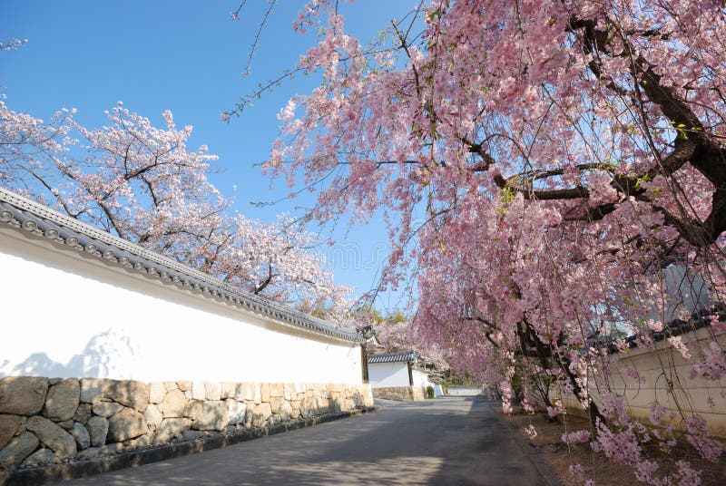 Cherry blossoms and white wall of temple in Kyoto