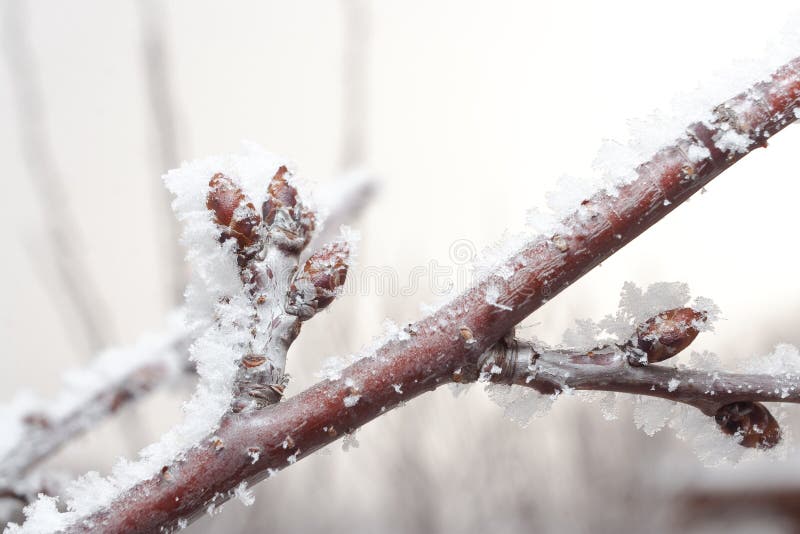 Cherry branch with sprout covered in ice