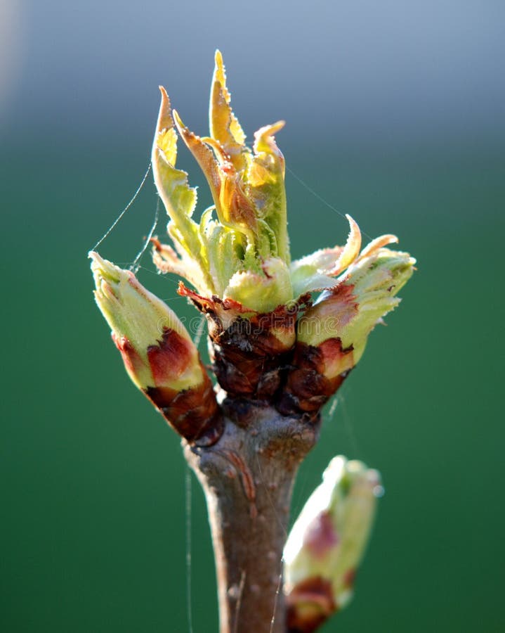 Cherry Bud Enlightened By Sunshine Stock Image Image of environment