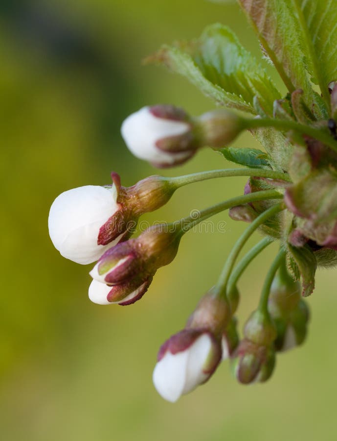 Macro of sweet cherry bud stock image. Image of cherry 19688341