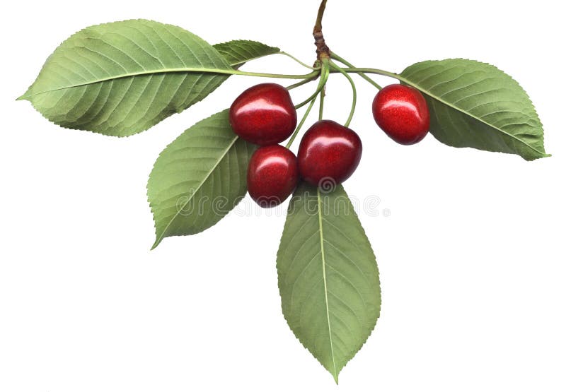 Cherry bunch with leaves stock photo. Image of season, fresh 189608