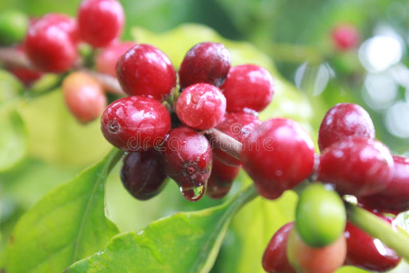 Cherry coffee is wetâ€‹ onâ€‹ theâ€‹ treeâ€‹ withâ€‹ greenâ€‹ natureâ€‹ background.