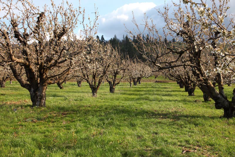 Cherry Farm Orchard Near Hood River OR. Stock Image Image of flowers