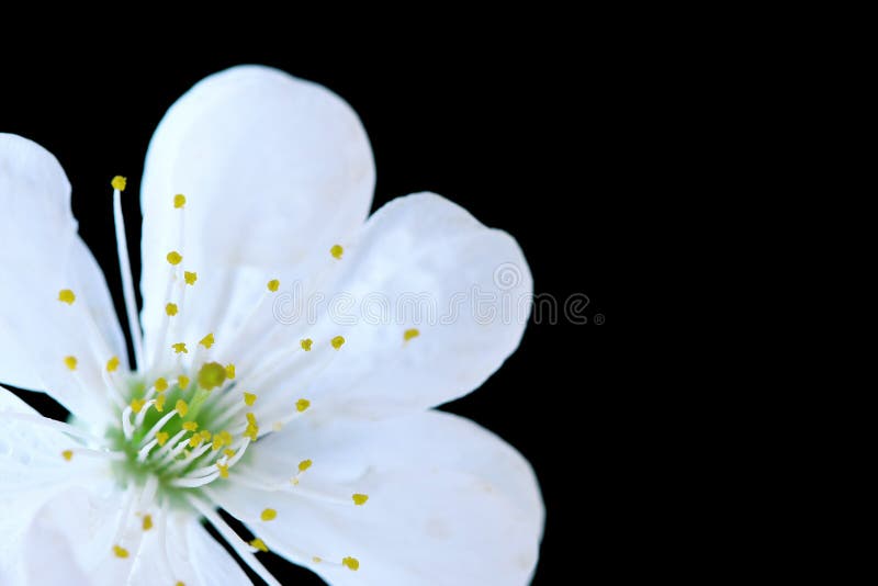 Cherry flower