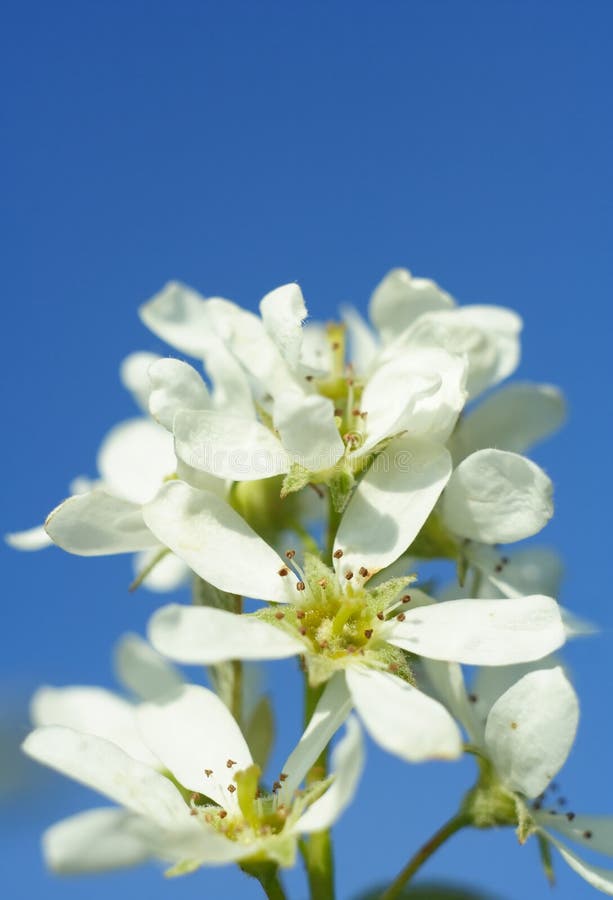 Cherry flower royalty free stock photo