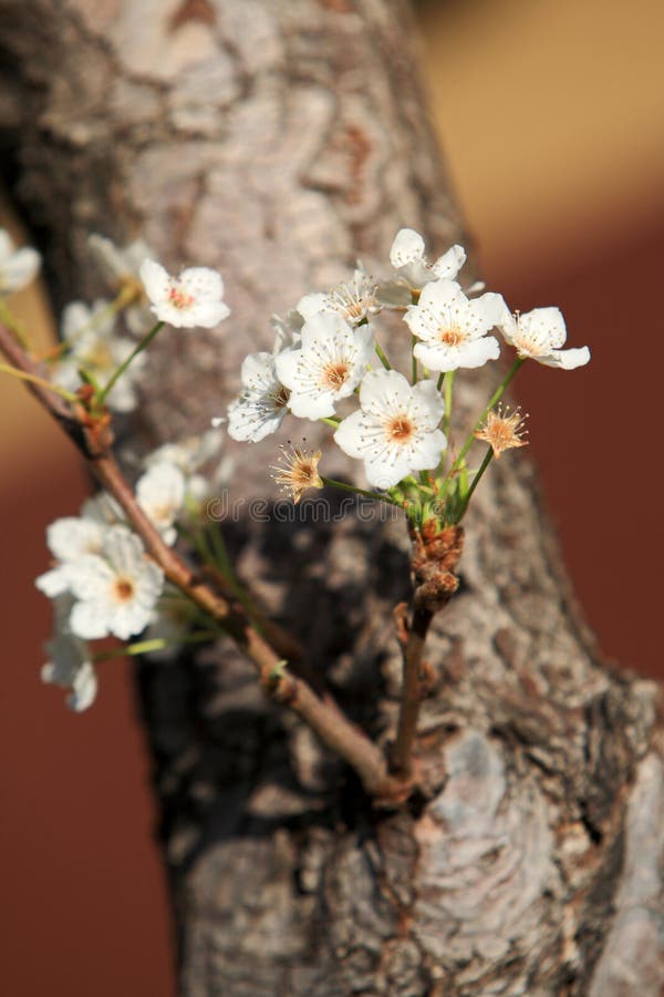 Cherry flowers