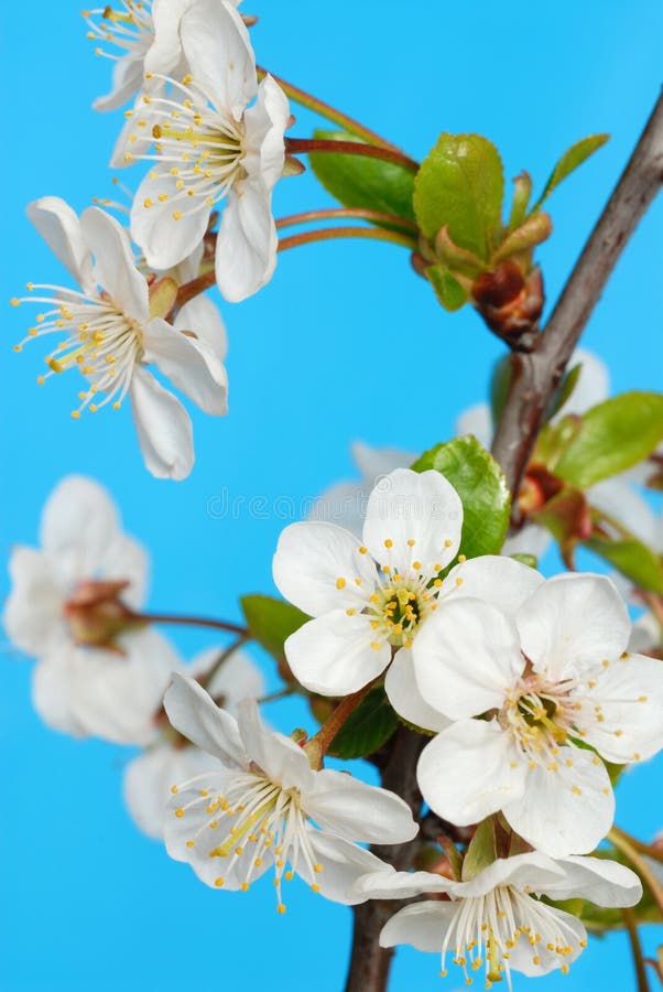 Cherry Flowers