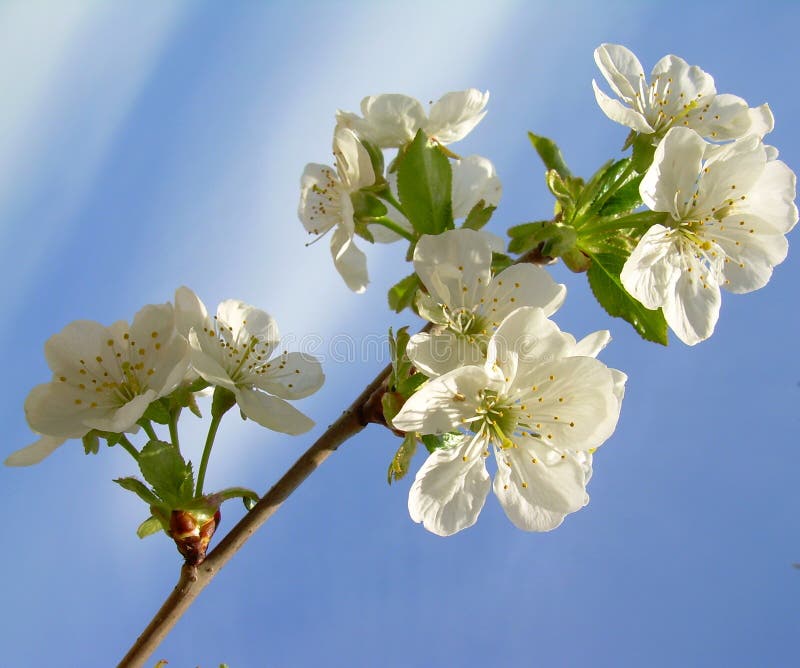 Cherry flowers