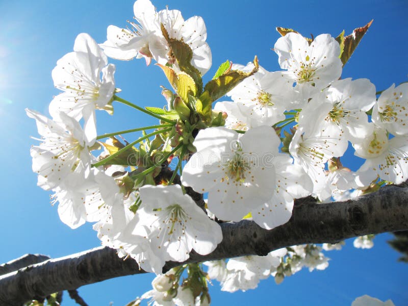 Cherry flowers