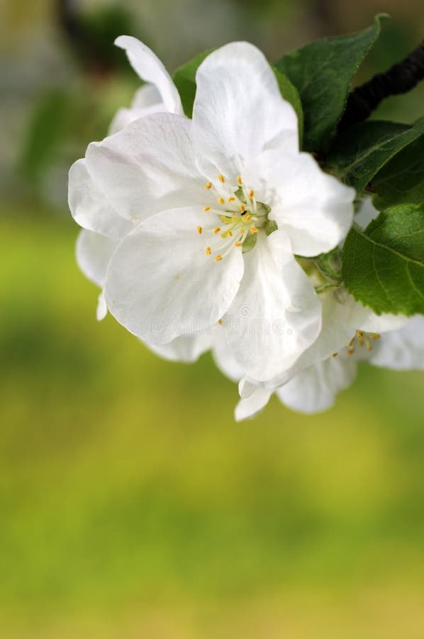 Cherry flowers