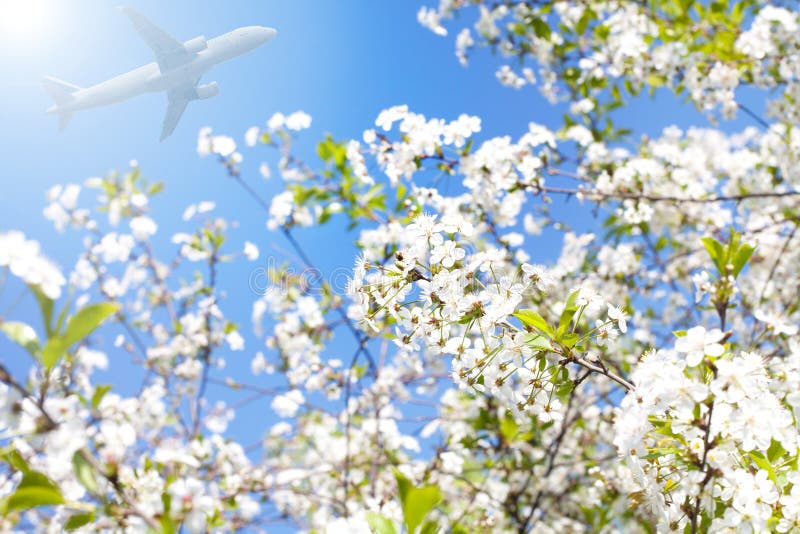 Cherry Flowers and Airplane Stock Image Image of botany, flowers