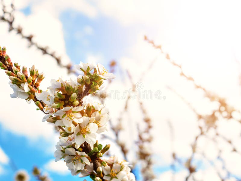 Cherry flowers blossom oriental white against background blue sky with sunshine beams macro shot.