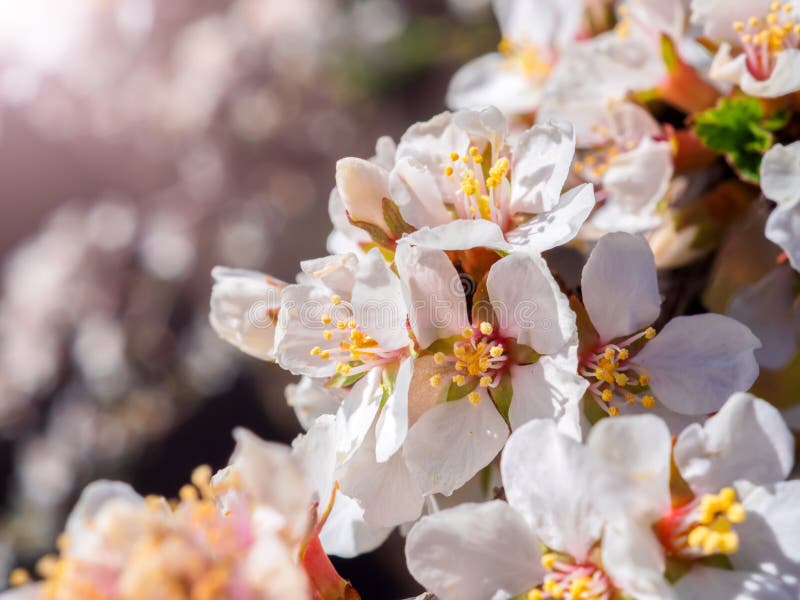 Cherry flowers blossom oriental white against background blue sky with sunshine beams macro shot.