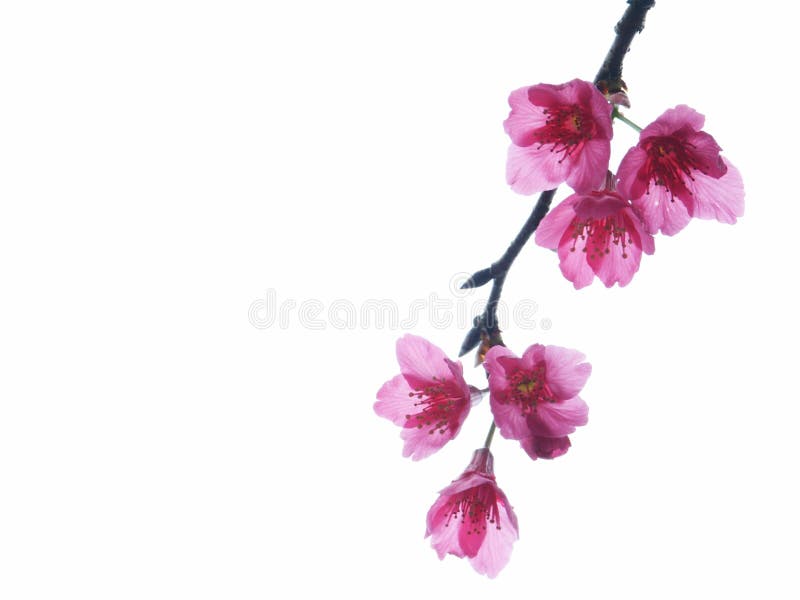 Cherry flowers