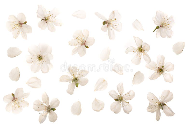 Cherry flowers isolated on white background. Top view. Flat lay. Set or collection