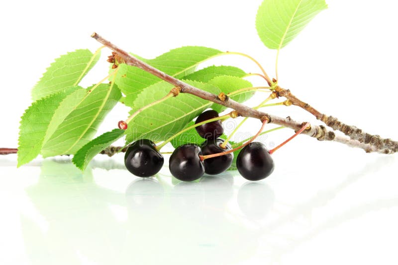 Cherry Fruit with Leaves and Branch Stock Photo Image of closeup