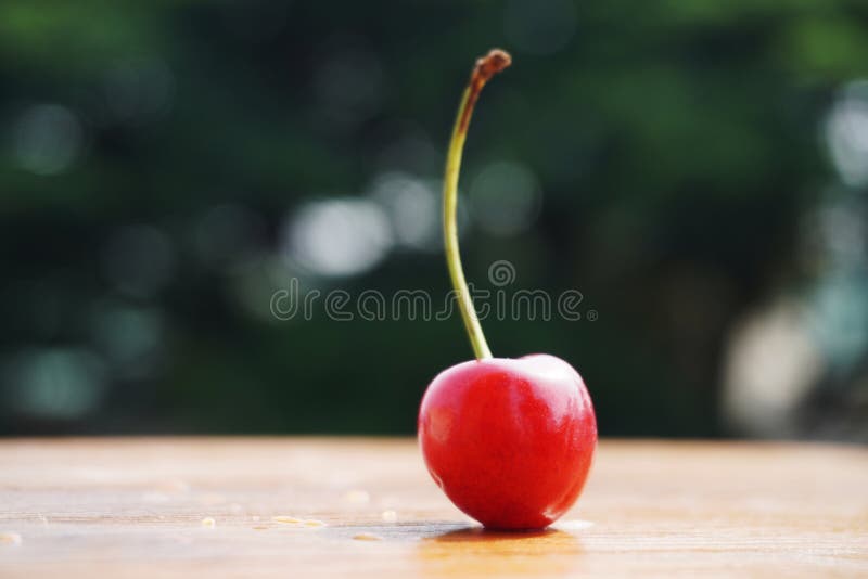 Cherry Fruit on a Nature Background Stock Image Image of freshness, leaf 252213553