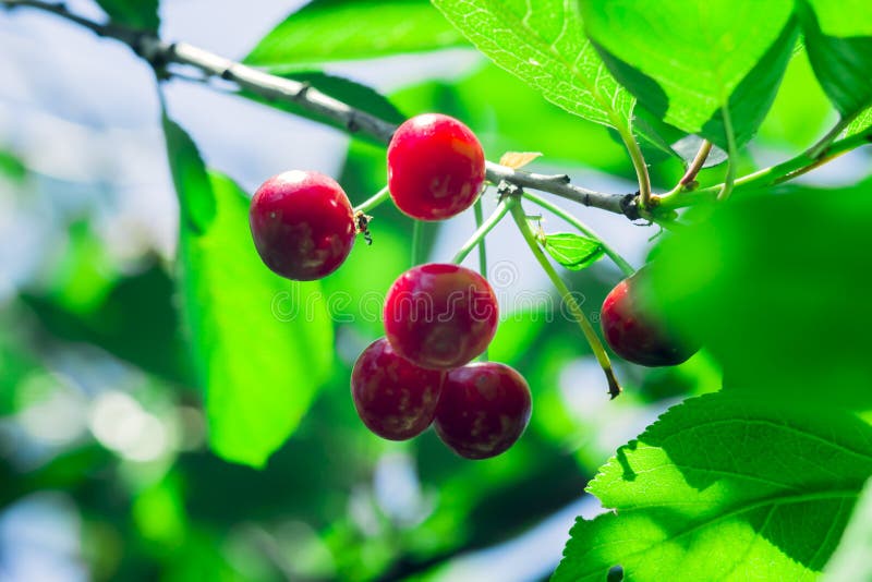 Cherry fruit on the tree. stock image. Image of detailed 119789747