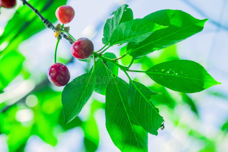 Cherry fruit on the tree stock image. Image of fruit 119789793