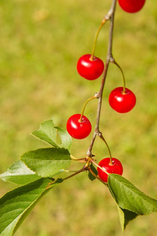Cherry fruits stock image. Image of freshness, nutrient 73821137