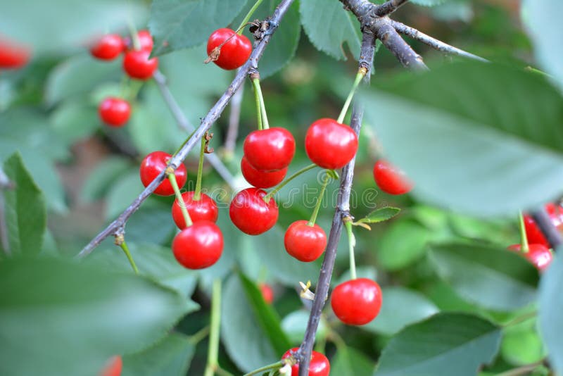 Cherry Fruits Ripen on a Tree Branch Stock Image Image of cherries