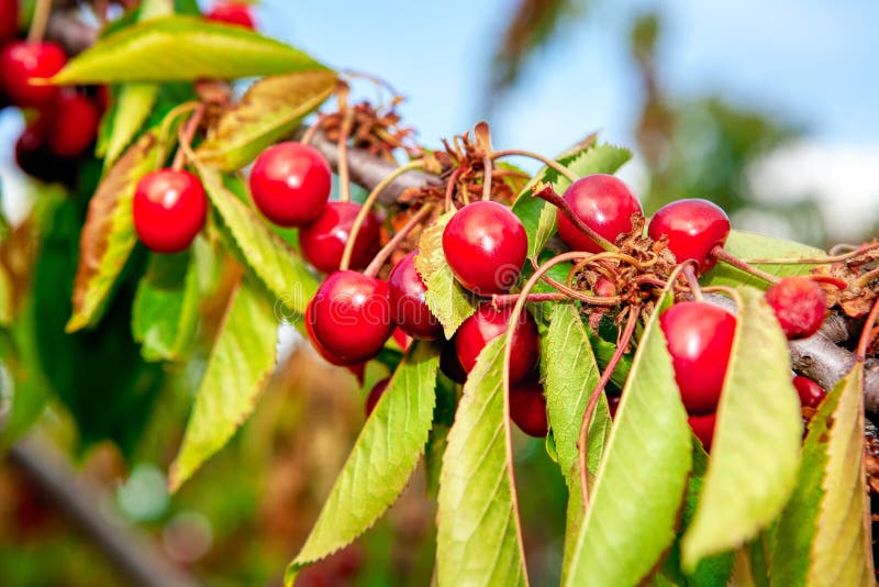 Cherry fruits on the tree stock photo. Image of growing 203993910