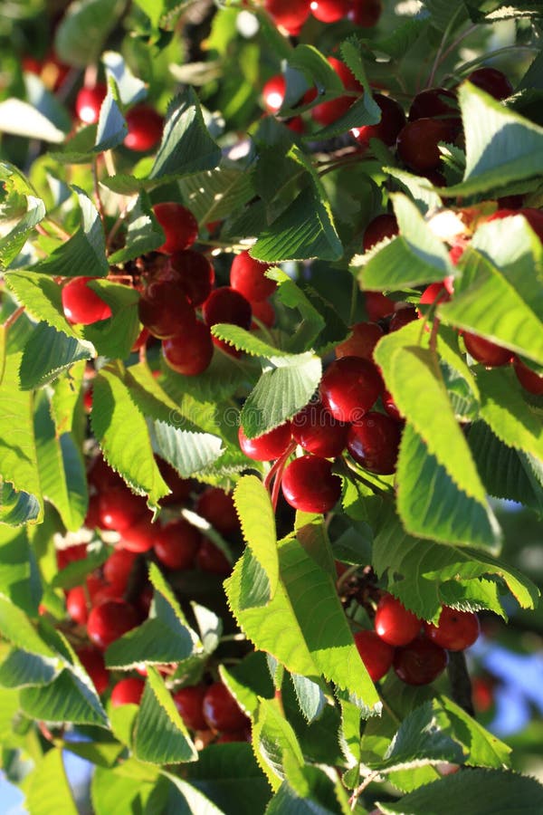 Cherry fruits tree