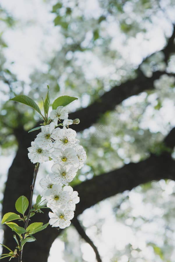 Cherry garden. Spring blossom background - abstract floral border of green leaves and white flowers.