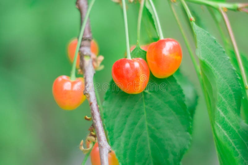 Cherries in the garden stock photos Cherries in the garden stock photos