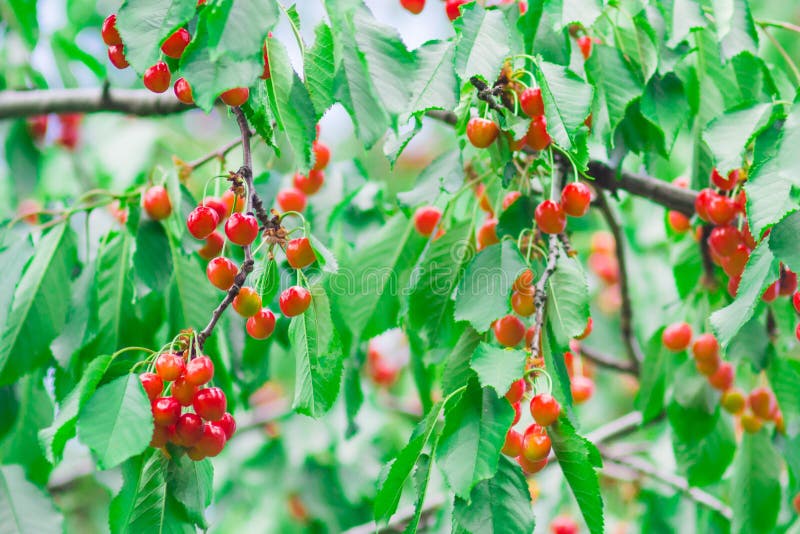 Třešeň v zahradě letní sezóně sklizeň plodů na stromě.