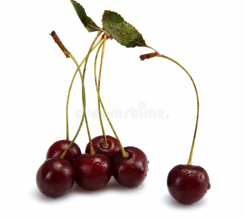 Cherries stock photo. Image of cherry, tropic, bean, plant - 7172624