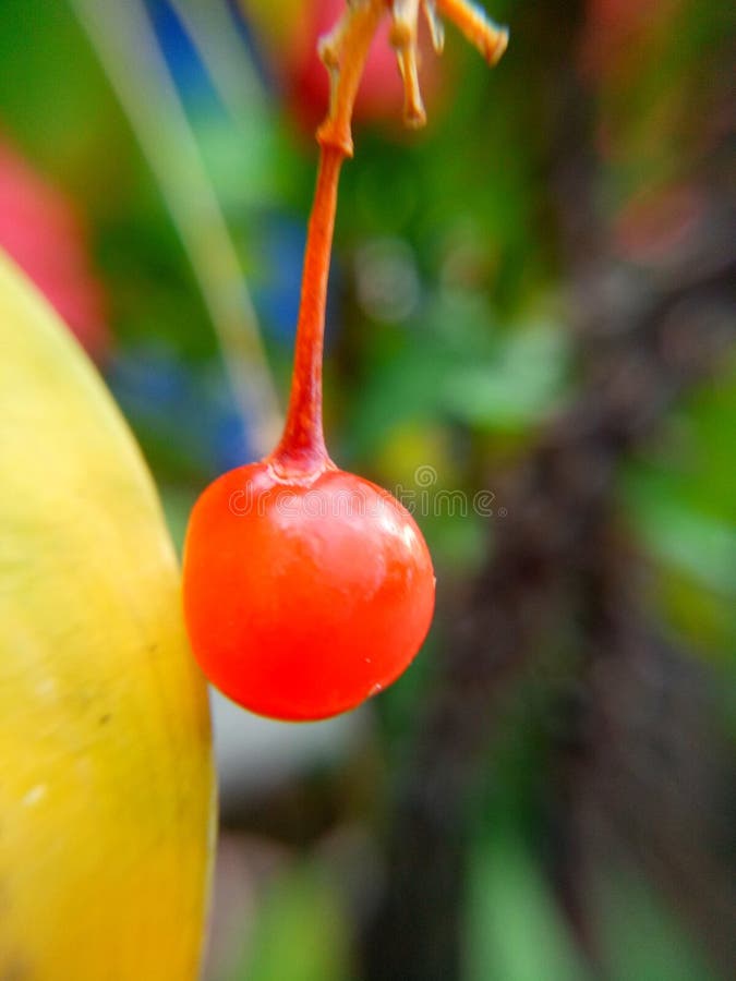 Cherry like fruit stock image. Image of tropical, like 147443087